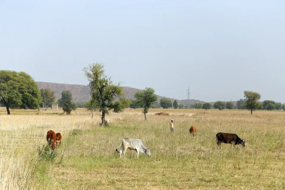 Agriculture and Livestock near Peepal Khera