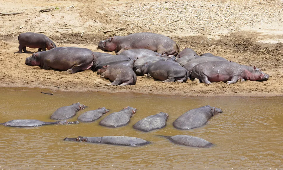 Hippopotamuses at the banks of Mara River at Masai Mara National Reserve 