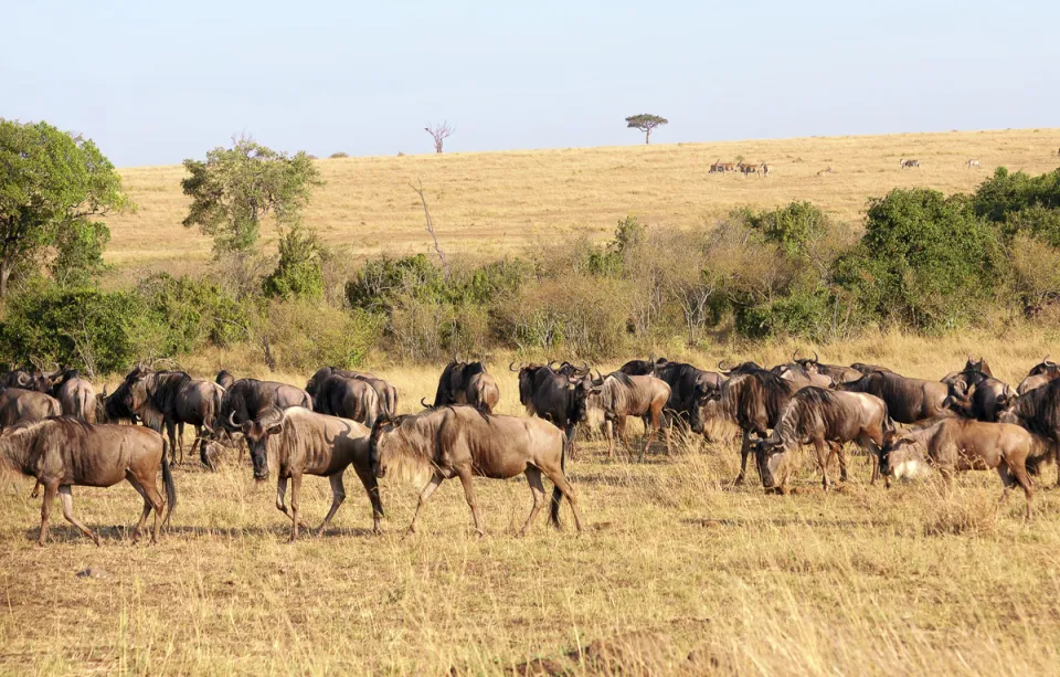 Wildebeest at Masai Mara National Reserve