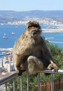 Rock of Gibraltar, Barbary macaque