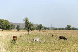 Agriculture and Livestock near Peepal Khera