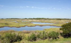 Assateague Island, marshes