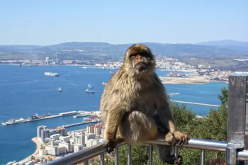Rock of Gibraltar, Barbary macaque