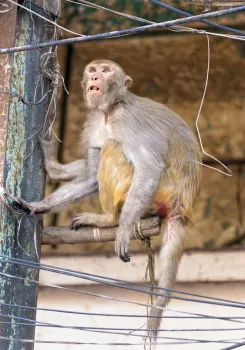 Rhesus macaque on Chandni Chowk Road