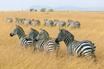 Zebras at Masai Mara National Reserve